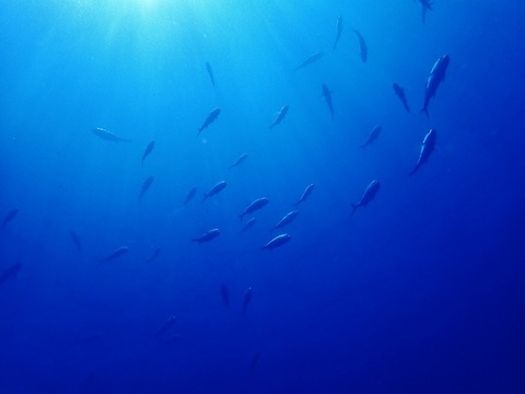 P4170267 (640x480)