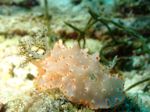 P9200050