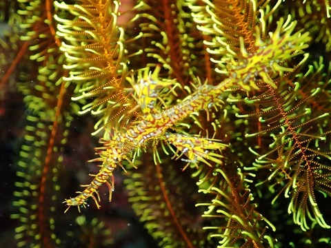 P5050207 (640x480)
