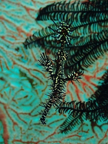 P3270144 (480x640)
