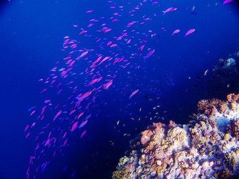 PB228808 (640x480)