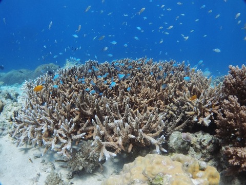 P3090215 (640x480)