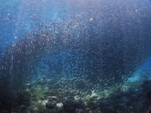 P9270076 (640x480)