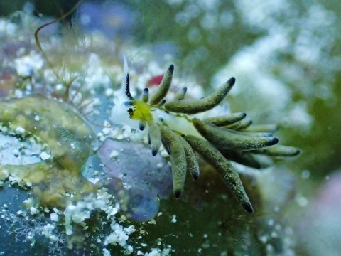 PB290115 (640x480)