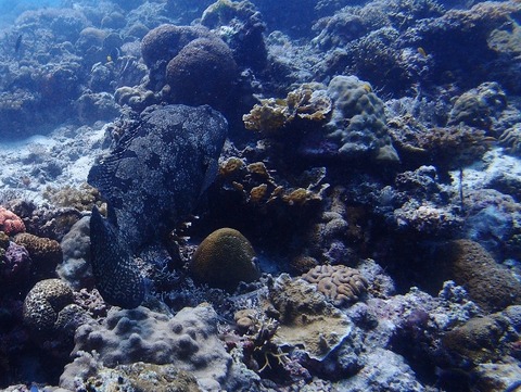 P9161853 (640x481)