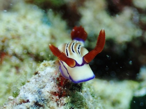 P2210070 (640x480)