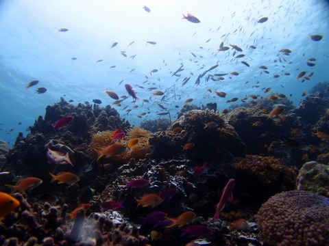 P8265251 (640x480)