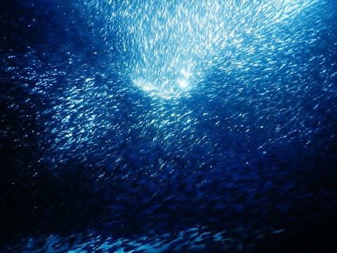 2019630-71モアルボアル_190704_0077 (640x480)