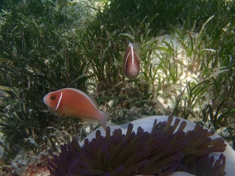 Messenger_creation_8B7427F2-178D-4084-ACAB-CEB680D983F8