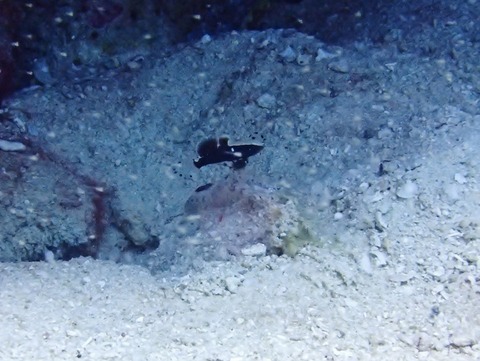 PB250075 (640x481)