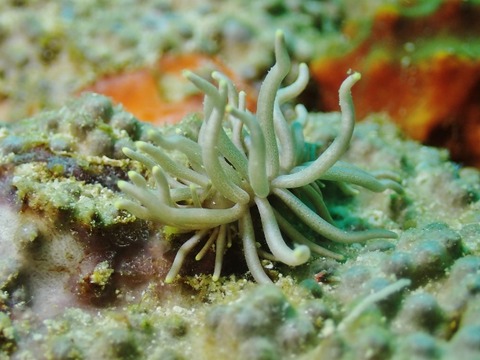 PB030098 (640x480)