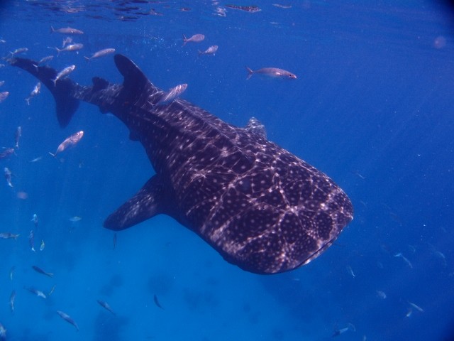 ジンベイザメ特集 セブ島 マクタン島のショップ日記