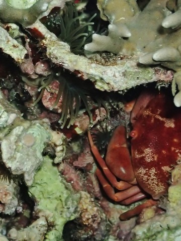 PA300047 (480x640)