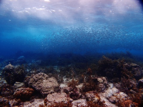 PA264280 (640x480)