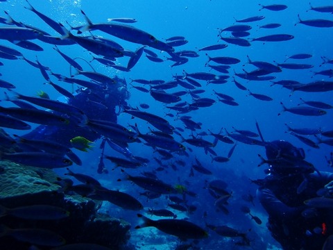 P3280157 (640x480)
