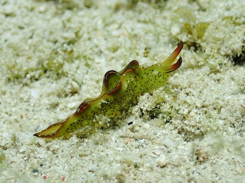 P8060119 (640x480)