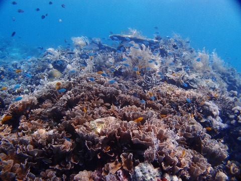 P9161821 (640x480)