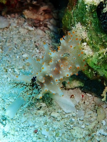 P2210068 (480x640)