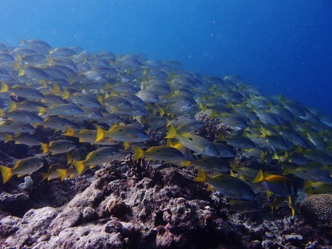 P1181733 (640x480)