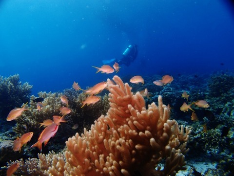 P1017140 (640x480)