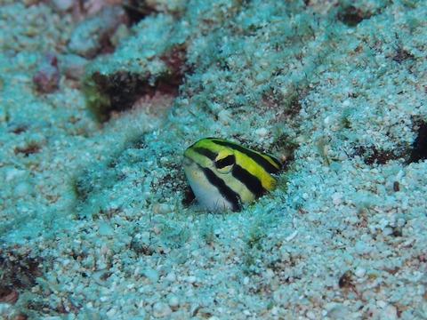 P3060075 (640x480)