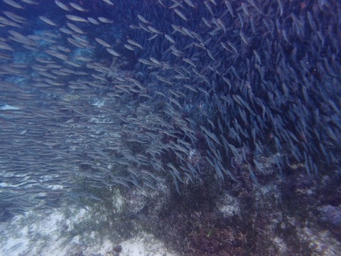 PB068166 (640x480)