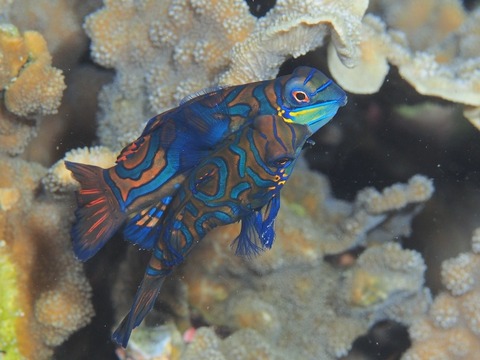 Cebu2016-2017 (2) (640x480)