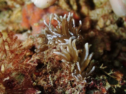 PB030075 (640x480)
