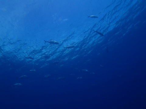 Messenger_creation_C837FDFF-4FFA-431D-A98E-F9113FD59758