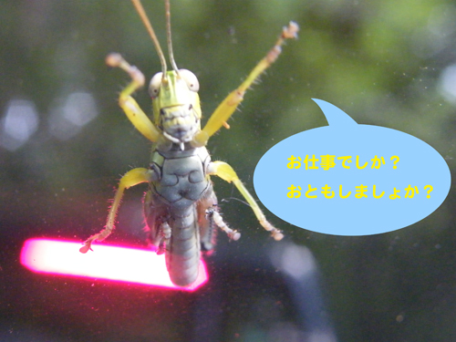Grasshoppar2