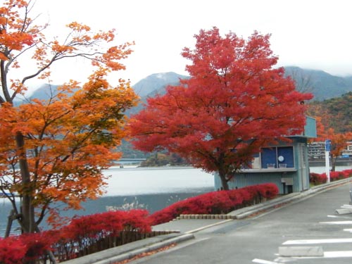 Red Leaves2