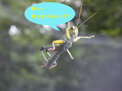 Grasshoppar1