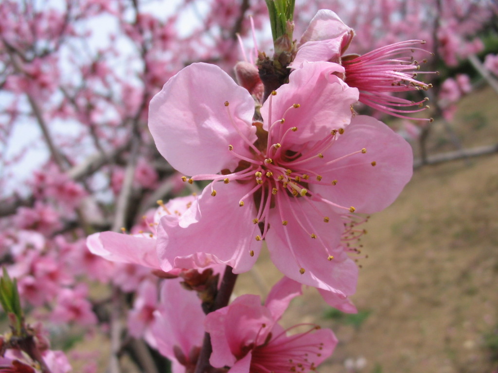 桃の花がいっぱい。:セラピスト三嶋のハーバルライフ