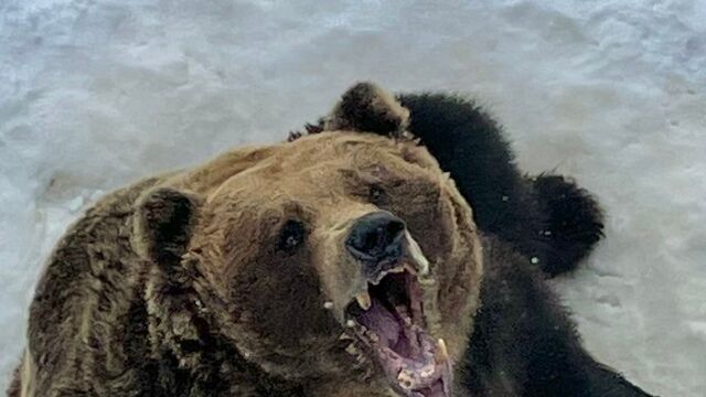 【パニック映画か】月の輪熊とヒグマの悪魔の合体が起こってる…！いま秋田の猟師たちが恐れる「最凶のハイブリッド熊」の正体
