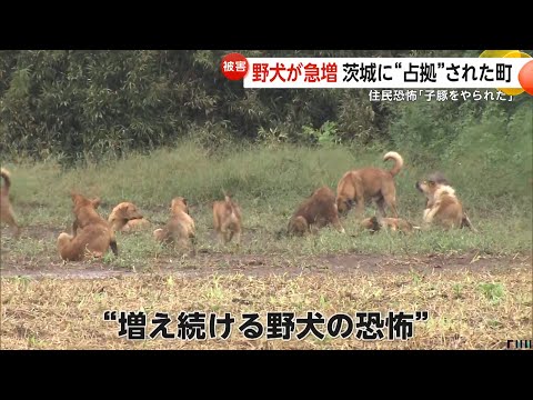 【子ブタやられた！】野犬の群れに占拠された町「孫を外に出さないようにしてる」　恐怖に怯える町民たち