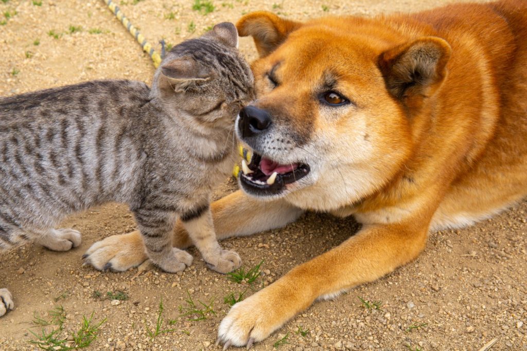 批判強い犬猫食、続けるか模索する民族…インドネシア、食材利用か動物愛護か