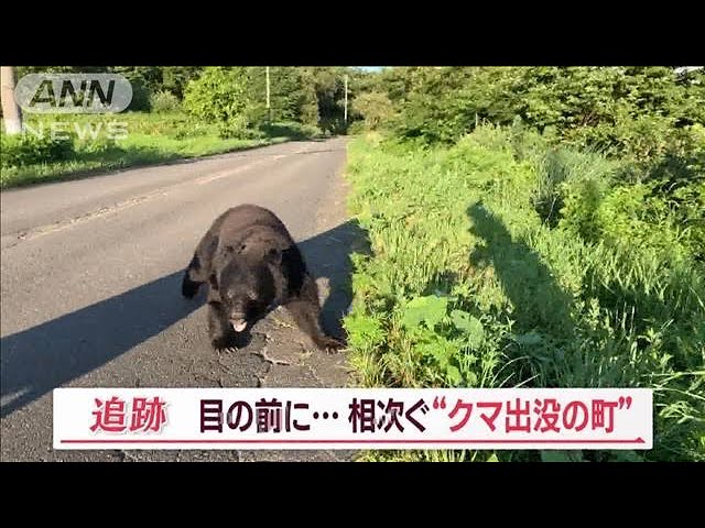【ヒグマ速報】"殺人グマ"徘徊のマチでまた…遺体発見現場の草むらに潜む1頭を確認…執着心の強い同一個体か…　北海道福島町  [ぐれ★]