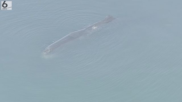 大阪・淀川河口付近でクジラ回遊中　体長5～8mほどか　大阪海上保安監部の小型艇が監視中　迷い込んだか  [ブギー★]