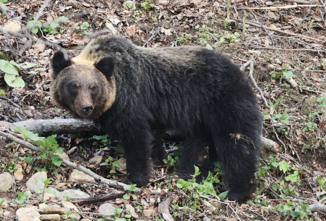 【北海道も苦情の嵐・・】「なぜ殺したのか」「クマがかわいそう」　羆駆除で苦情が殺到 [シャチ★]