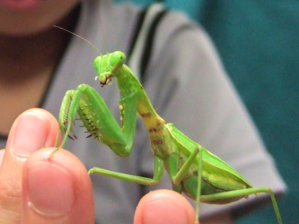 【命は大事にしよう】生き物をおもちゃにするのが教育？　市立保育園の指導方針に疑問の声…市は「厳重注意」と回答　結城市  [ぐれ★]