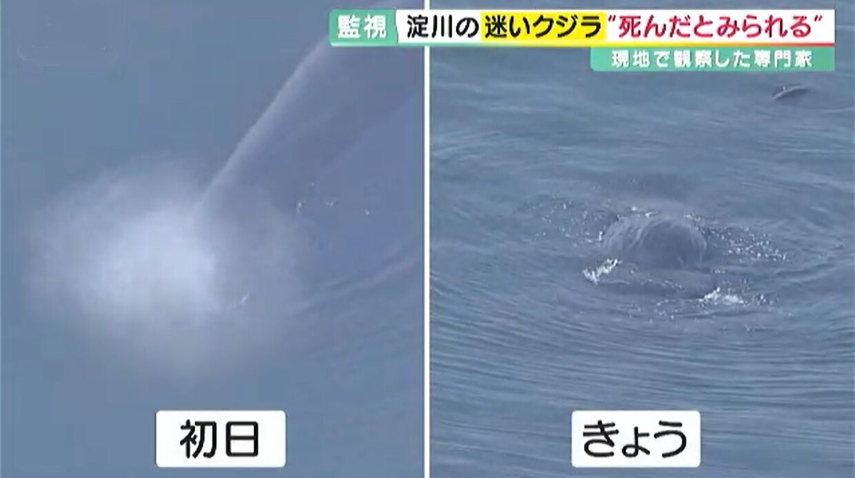 【速報】大阪湾の迷いクジラ“淀ちゃん”・・　大阪市