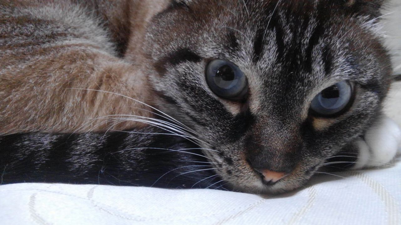 スノーシュー 猫』 : フリーダム ルーム
