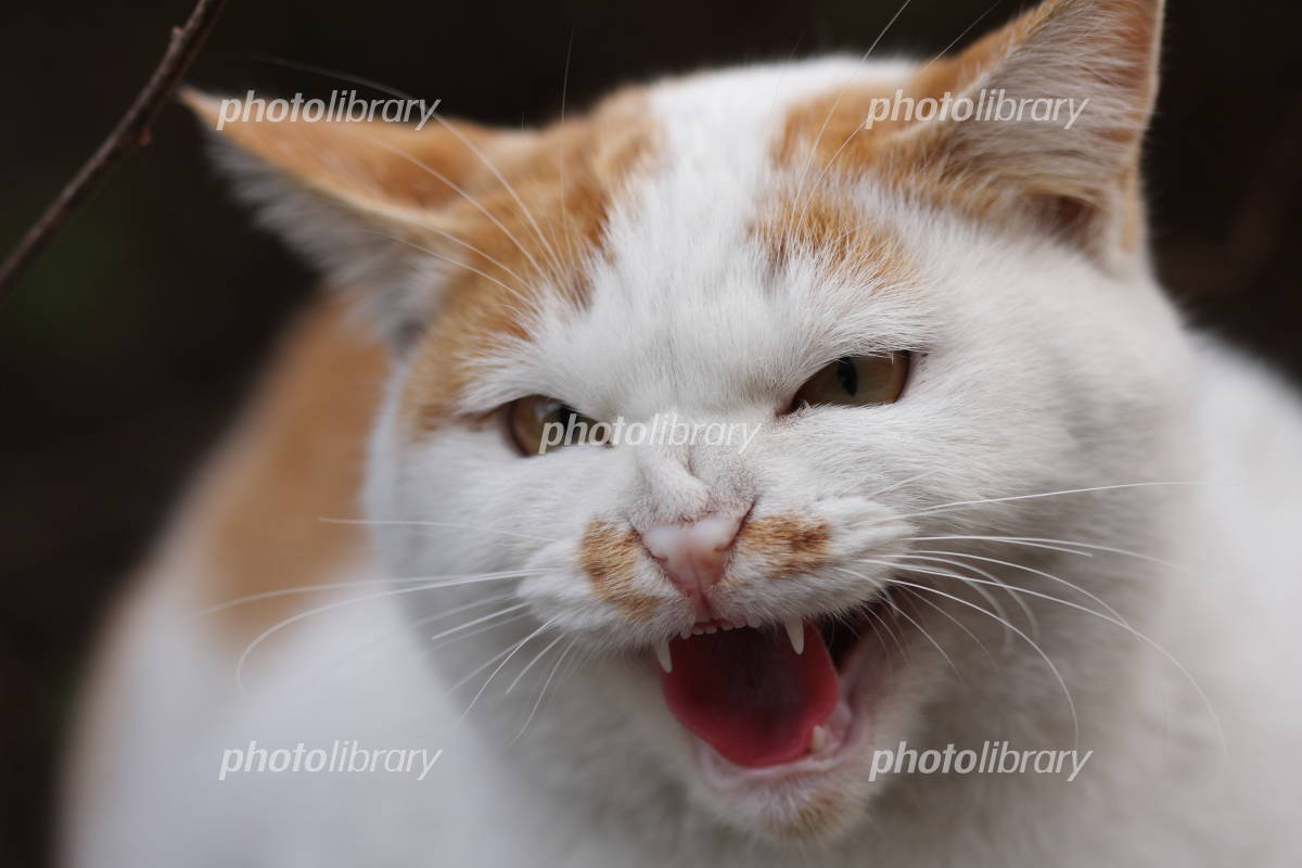 【許せん！】猫3匹が相次ぎ不審死　不凍液による中毒か、動物虐待の可能性も　仙台市青葉区花壇地区  [１ゲットロボ★]
