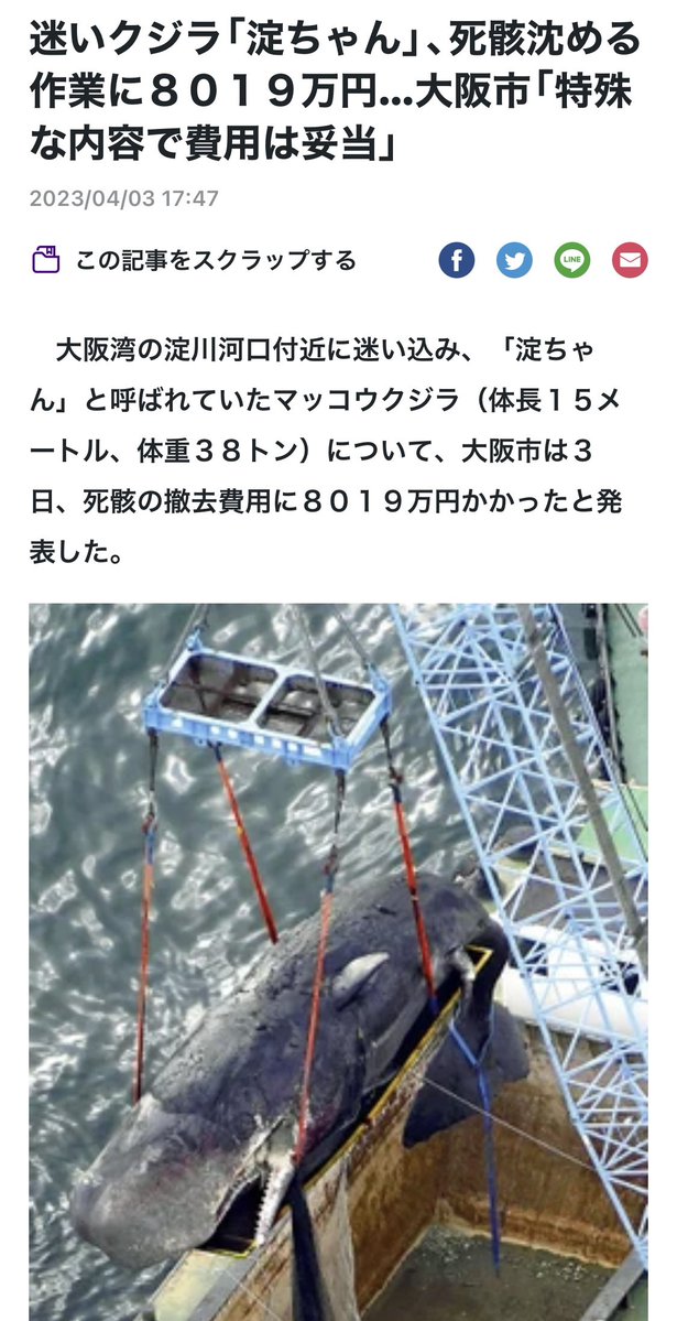 【????】迷いクジラ「淀ちゃん」、死骸沈める作業に８０１９万円…大阪市「特殊な内容で費用は妥当」 ★２  [ぐれ★]