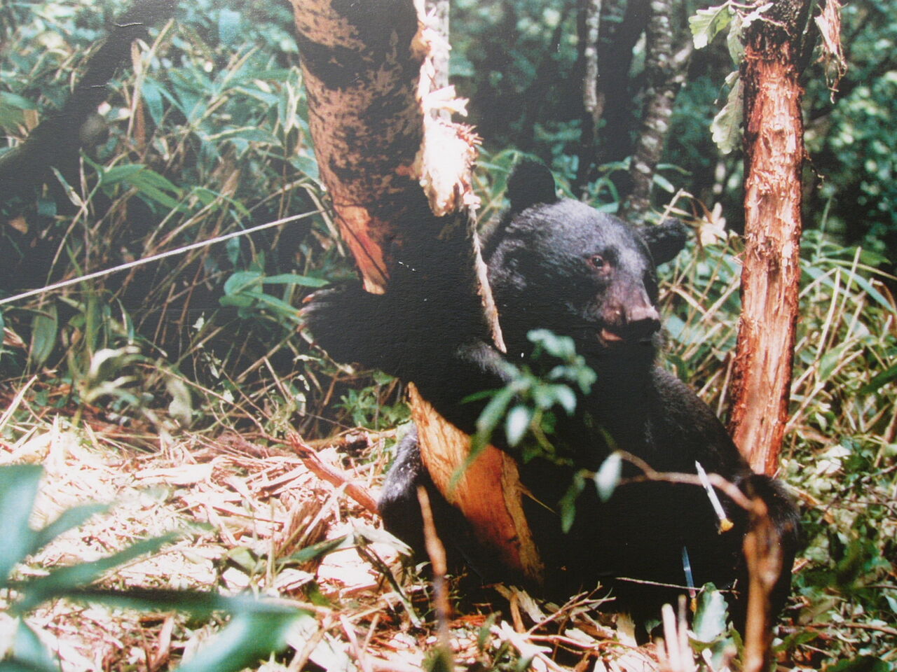 イノシシのわなにクマ、近くに男性の遺体　頭に爪痕