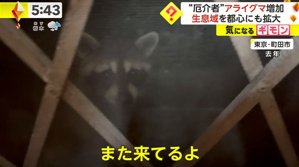 かわいい姿の“厄介者”アライグマ増加　生息域を都心にも拡大  [ぐれ★]