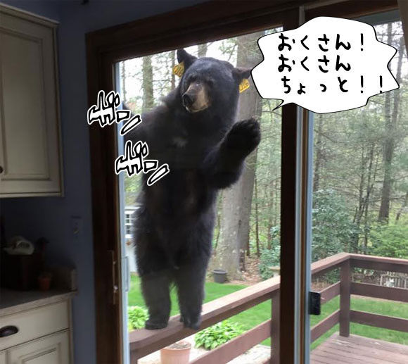 【窓開けちゃいかん】窓から体長1ｍのクマが侵入し、夫婦が骨折など重傷…安中市
