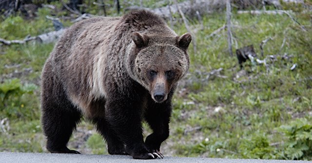 【知事！何しとんねん】「新聞配達がヒグマに襲われ、引きずられていった」配達中の男性が犠牲に…笹やぶに引きずり込まれその場で死亡確認