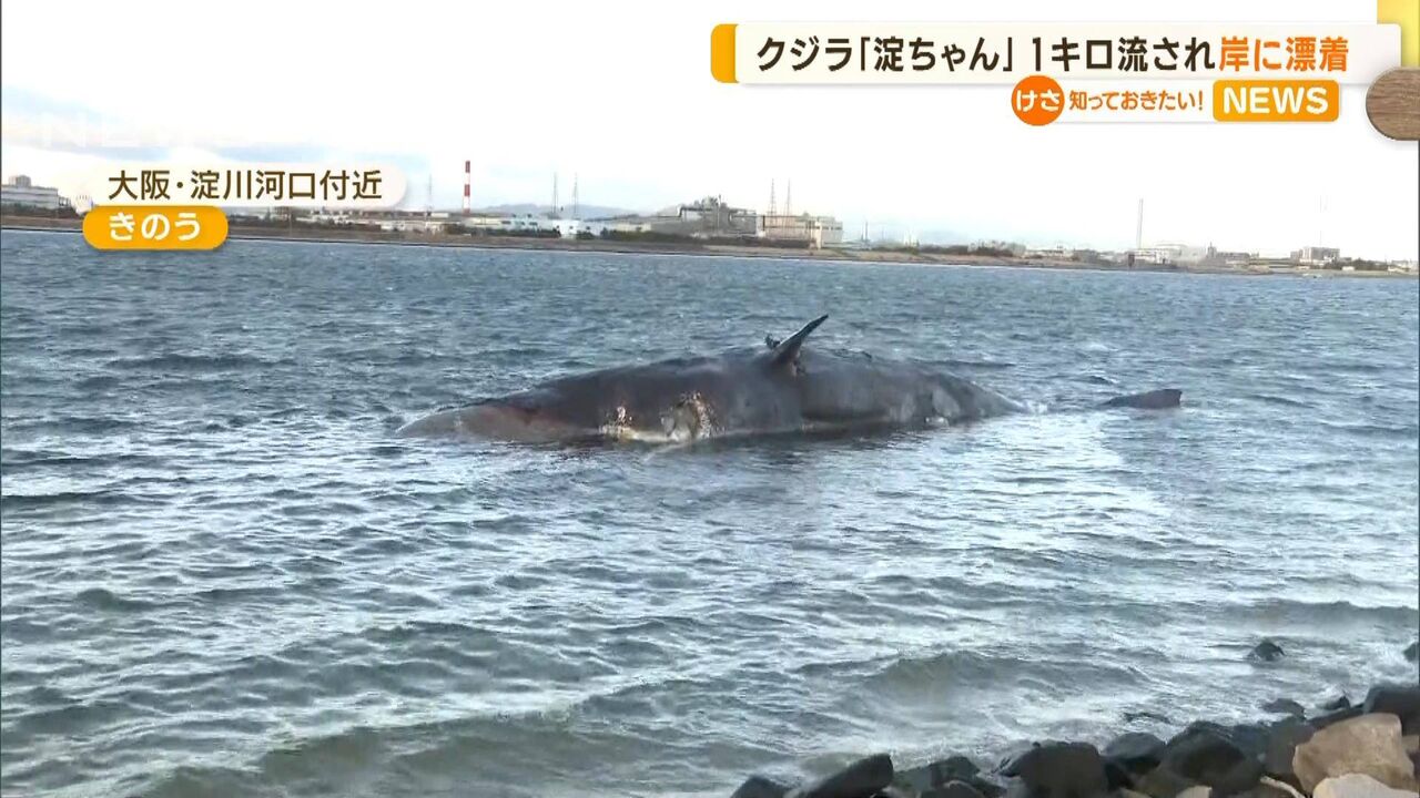 【まだ検討士か？】クジラ「淀ちゃん」1km流され“岸に漂着” ややこしい事態に…大阪市「対応を再検討」  [えりにゃん★]