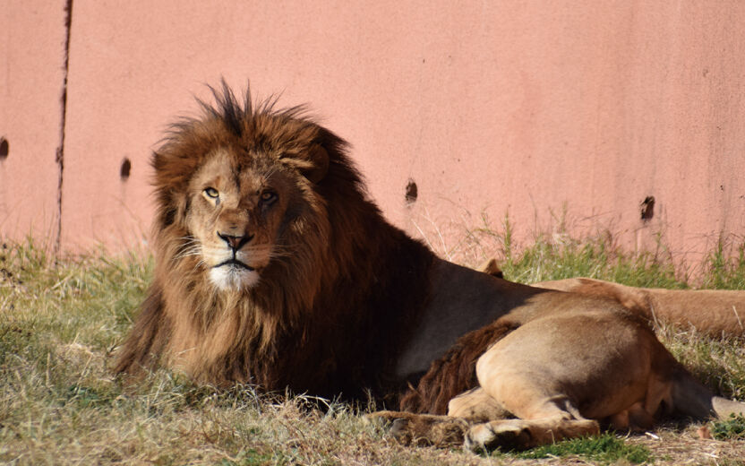 デンマークの動物園で、飼えなくなったペットの寄付を呼びかけ　ライオンのエサに